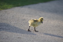 Close-up Of Gosling Walking On Road