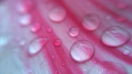  water drops on pink