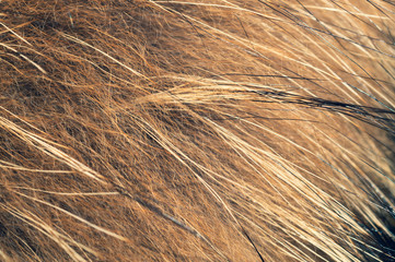 Brown fur fibers close up. abstract background of fluffy material