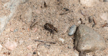 Bronzed Tiger Beetle (Cicindela Repanda) Perched On Sandy Gravel Soil In Colorado