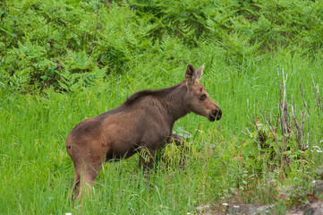 Wall Mural - Moose calf in marsh Algonquin Park Ontario Canada