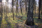Fototapeta Las - Old birch in the spring forest

