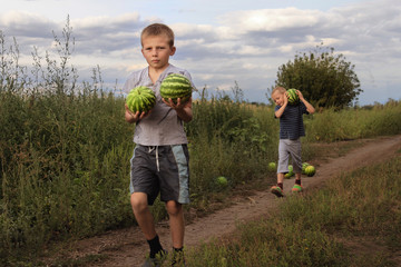 Little boys harvest watermelons on the field.