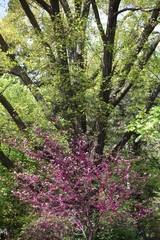 Wall Mural - spring in the forest