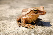 Close-up Of Brown Frog
