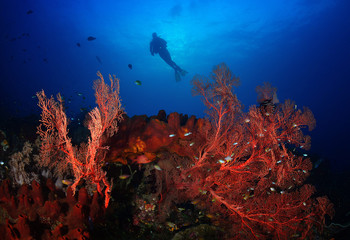 Wall Mural - The sea fans and diver.