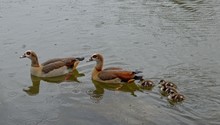 High Angle View Of Egyptian Geese With Goslings Swimming In Lake