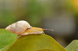 Snail walking on leaf 
