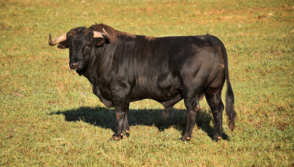 a strong bull on the spanish cattle farm