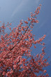 © Kit Leong - Sunny view of the beautiful cherry blossom