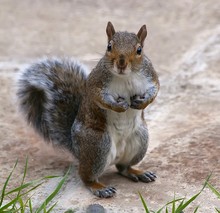 Close-up Portrait Of Squirrel