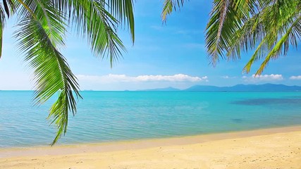 Wall Mural - tropical beach and palm tree