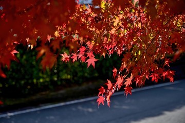 木漏れ日浴びて輝くモミジの紅葉