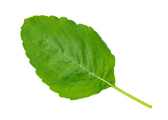 Canvas Print - Holy Basil leaf or thai basil or Ocimum sanctum isolated on white background ,Green leaves pattern