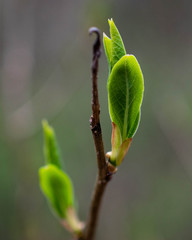 Spring Leaf