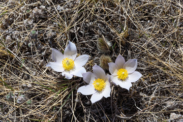 Wall Mural - early spring crocus flowers