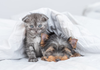  Kitten and sleepy york terrier puppy relax together under warm blanket