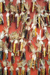 Wall Mural - Indiana dry corns