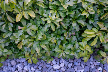 Wall Mural - Pachysandra terminalis, the Japanese pachysandra, carpet box or Japanese spurge, is a species of flowering plant in the boxwood family Buxaceae. with pebble stones.
