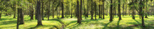 Summer Landscape, Forest Or Park Panorama. Green Nature