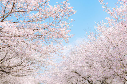 満開の桜並木