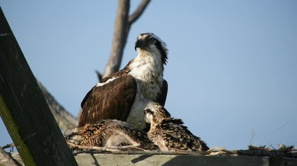 Wall Mural - Adult Osprey in Nest With Baby Chicks