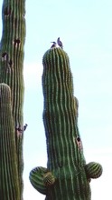 Low Angle View Of Birds On Saguaro Cactus