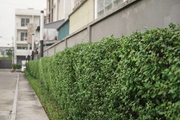 ivy on a wall