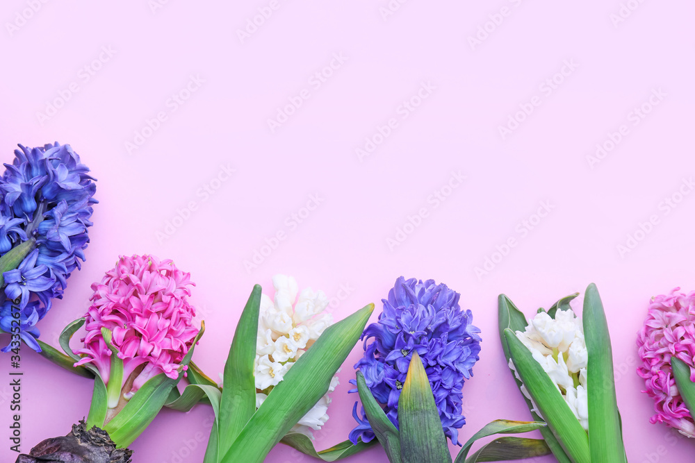 Beautiful blooming hyacinth plants on color background