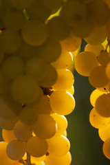 ripe white grape n vineyard in autumn just before harvest