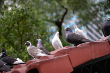 Birds Perching On Roof Against Trees