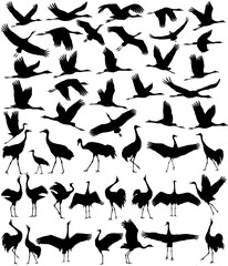 Wall Mural - Collection of silhouettes of cranes in different positions