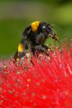 Close-up Of Bumblebee Pollinating On Red Flower