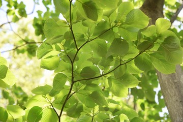 Wall Mural - Giant dogwood trunk and leaves / Cornaceae deciduous tall tree