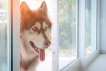 Close Up Pets Portrait Of Young Adorable Brown And White Siberian Husky In Looking For Gesture Between The Opening Glass Sliding Door At Home 