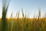Fototapeta Na sufit - young Ear Wheat on green background