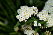 © Kazu - Reeves spirea (Spiraea cantoniensis) in full blooming in Japan