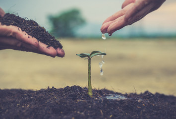 Men and women are planting trees and watering plants in fertile soil ready to grow into a large tree in the future, Plants help increase oxygen in the air and soil, Save world save life concept.