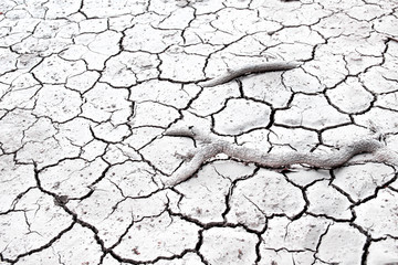 Root tree growing on crack dry soil , drought season background