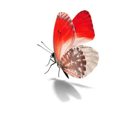 Wall Mural - Beautiful red and white butterfly