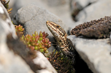 Poster - European wall lizard / Mauereidechse (Podarcis muralis) - Picos de Europa, Spanien / Spain