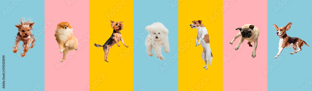 Young dogs jumping, playing, flying. Cute doggies or pets are looking happy isolated on colorful or gradient background. Studio. Creative collage of different breeds of dogs. Flyer for your ad. - obrazy, fototapety, plakaty 