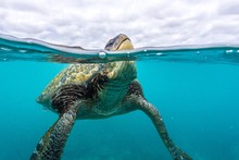 Green Sea Turtle Breathing 