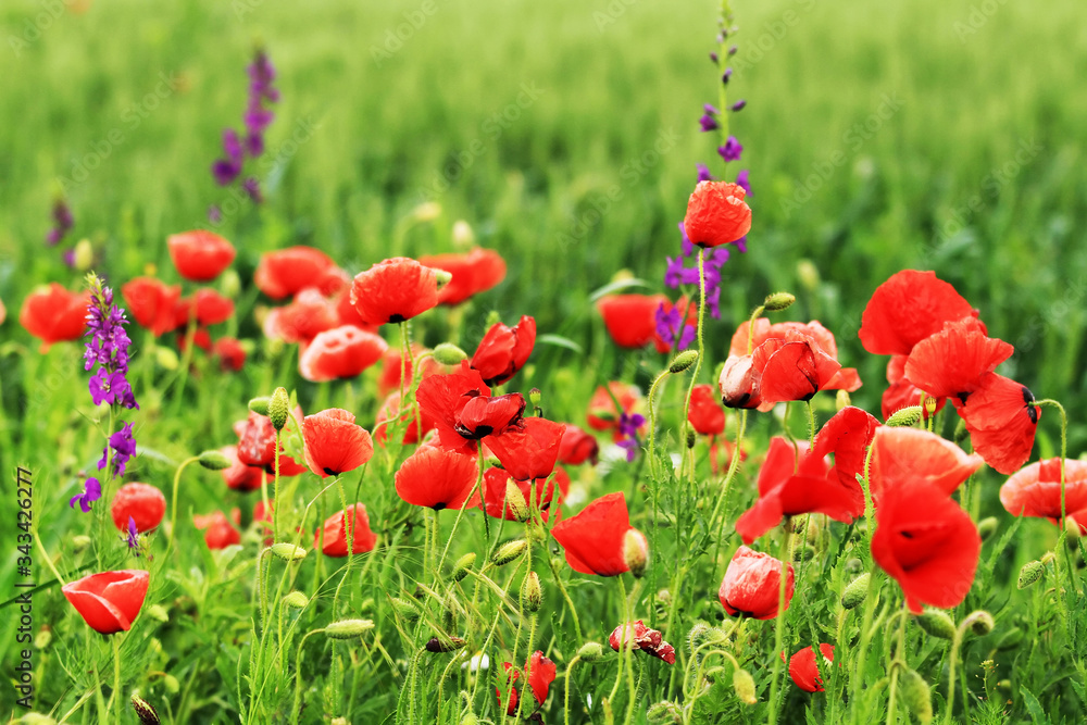 Close-up Of Red Flowers Blooming In Field - obrazy, fototapety, plakaty 