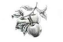 Apple Branch With Leaves Hand Draw Illustration, Botanical Art