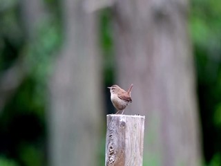 Wall Mural - one fine morning there is a singing wren