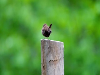 Wall Mural - one fine morning there is a singing wren