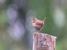 One Fine Morning There Is A Singing Wren