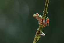 Red Eyed Tree Frog (Agalychnis Callidryas) Sitting On A Branch Near Sarapiqui In Costa Rica.