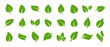 Set of green leaf icons. Green color. Leafs green color icon logo. Leaves on white background. Ecology. Vector illustration.